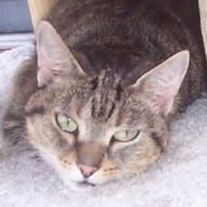 Meet your Posher, Gwen